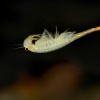 Zabronozka letni - Branchipus schaefferi - Fairy Shrimp 5543